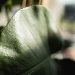 zenclub